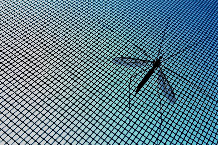 Low angle view of a mosquito on a net against the sky on a sunny day .